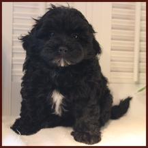 shichon poo daisy dog