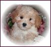 bichon poo