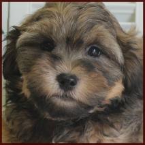 shichon poodle puppy