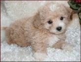 Bichon Poodle