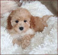 Bichon Poodle