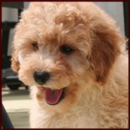 f1b poochon