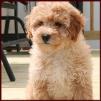 bichon poodle