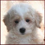 Bichon Poodle
