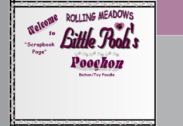 Poochon aka Bichon Poodle aka Bichpoo Puppies
