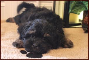 daisy dog puppy