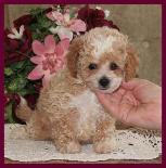 Bichon Poodle