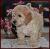 Bichon Poodle Puppy