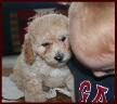 Bichon Podle Puppy