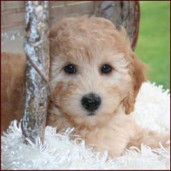 Bichon Poodle