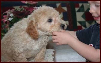 Bichon Poodle Puppy