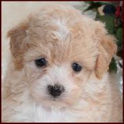 poochon puppy