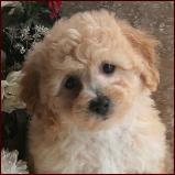 Bichon Poodle Puppy