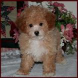 BIchon Poodle