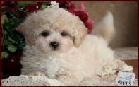 Bichon Poodle Puppy
