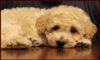 poochon puppy