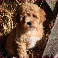 poochon