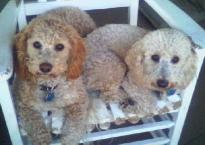 Bichon Poodles Sam and Riley