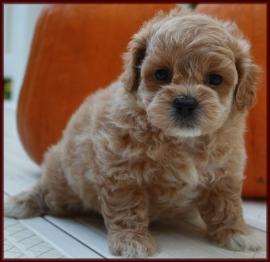 shichon poo daisy dog
