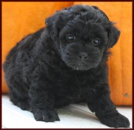 shichon poo daisy dog