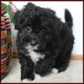 bichon poodle