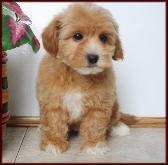 bichon poo