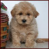 shichon poo