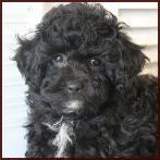 daisy dog
