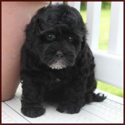black poodle bichon shihtzu