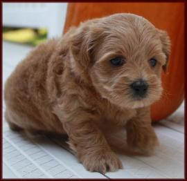 shichon poo daisy dog