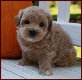 shichon poo daisy dog