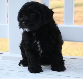 dasiy dog puppy