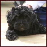 f1b poochon