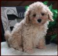 Bichon poo puppy for sale