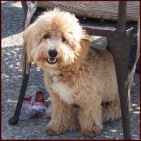 Poochon aka Bichon Poodle Puppy, Teddy