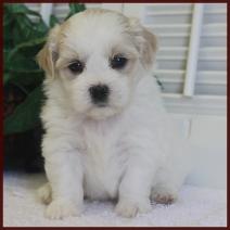 white and apricot shichon poo