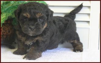 phantom shichon poo