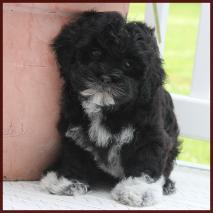 shichon poo