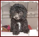 Bichon Poodle