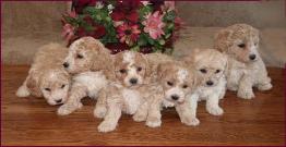 Poochon aka Bichon Poodle Puppies