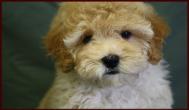bichpoo puppy