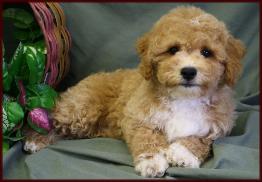 bichon poodle
