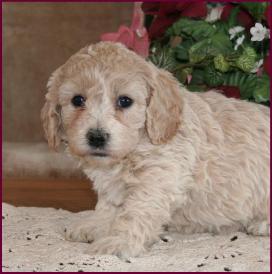 BIchon Poodle