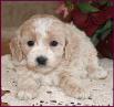 Bichon Poodle