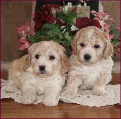 Poochon Puppy