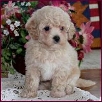 Bichon Poodle Puppy