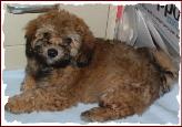 Bichon Poodle