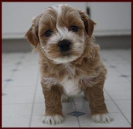 shichon poo puppy for sale near me