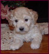 Bichon Poodle